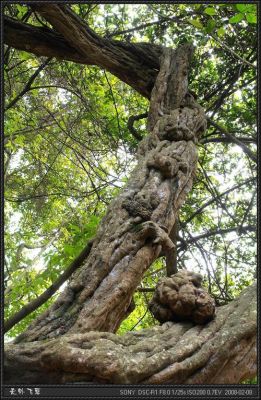 盘龙木是什么树？贵州稀有木料-图3