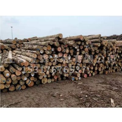 哪个工厂可以收购大量松木？打桩松木厂-图1
