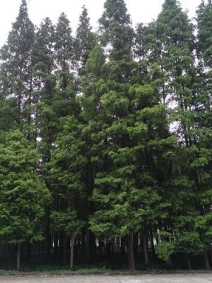 40公分的水杉树大的有多少立方米？杉木古建圆柱-图2