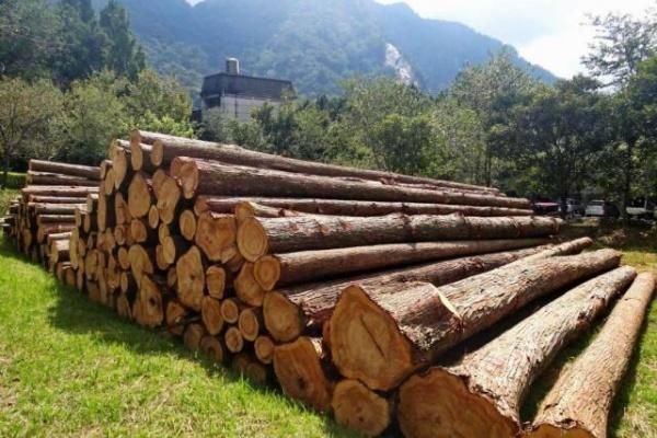木材最多的国家排名？哪国生产木料-图3