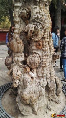 北京故宫里面木料是什么木？北京木料收购-图2