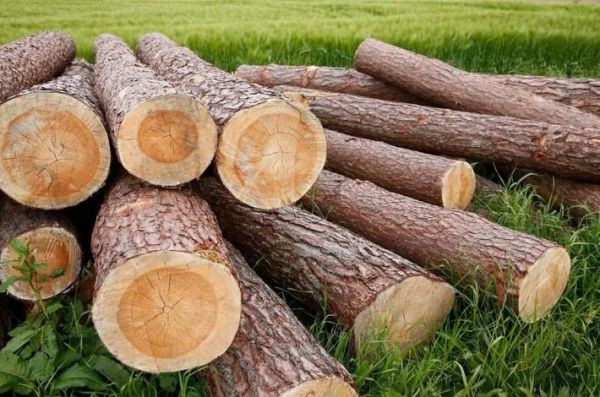 木头的特性是什么？木料的作用-图1
