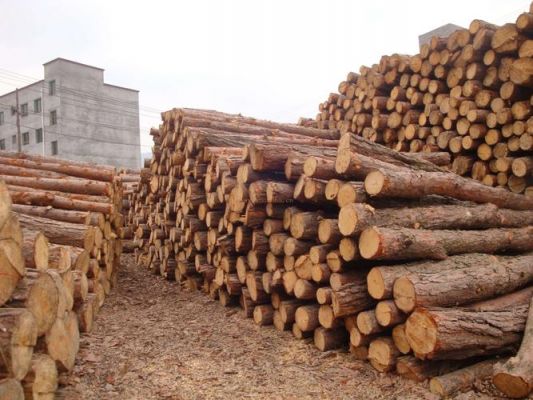 木头的特性是什么？西洋衫松木-图1