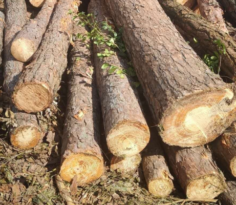 东北产哪种木材料？东北收购松木-图3