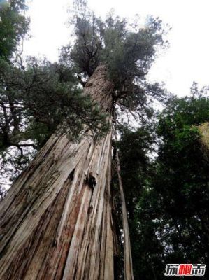 世界上活得最久的云杉有多高？杉木桩 最长