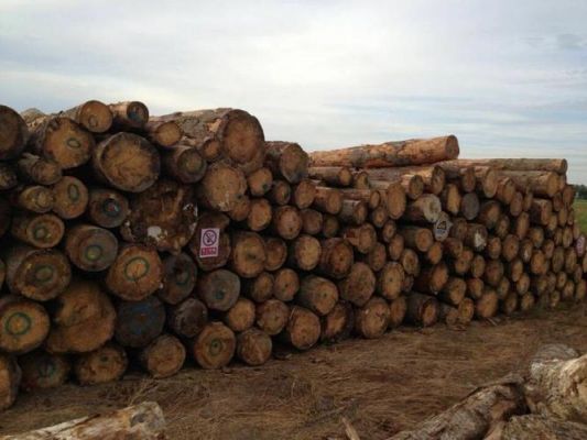 木材出口需要什么条件？松木进口手续-图1