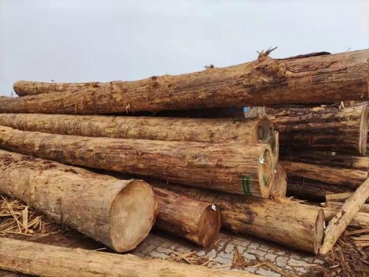 铁杉木材优点是什么？中国杉木进口-图2