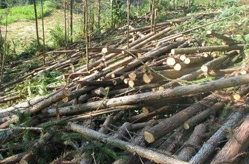 新森林法对收购木材有什么规定？老木料需要采伐-图2