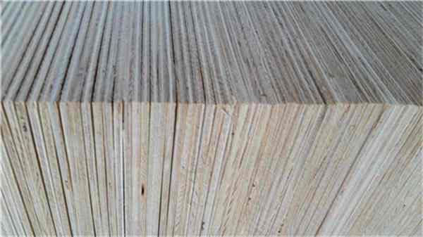 杉木芯板和桉木多层实木板哪个好？桉树和杉木-图2