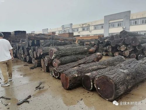 青岛木材市场哪个最大？青岛哪儿卖木料-图2