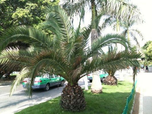 一种长刺的地矮棕榈叫啥名字？棕榈树木料-图1