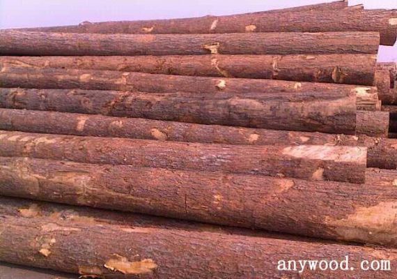 红松是一种罕见的木料，在含有一定水分的情况下，5立方米红松重11/5吨。1立方米红松重多少吨？红松木材批发-图2