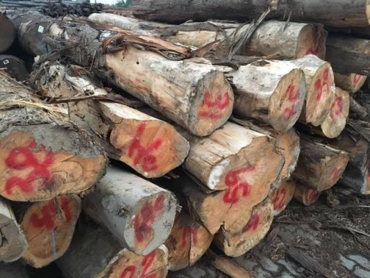 贵州最大的寿材原木厂家？贵州木料求购信息-图2