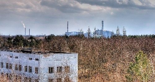 从俄罗斯进口的樟子松，有没有受过切尔诺贝利核电站事故的辐射？樟子松木材进口-图1