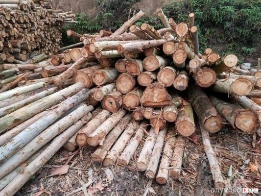 2023年一吨桉树木材价格？广西废木料回收-图1