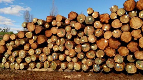 什么木头有放射性？生产辐射松木材-图3