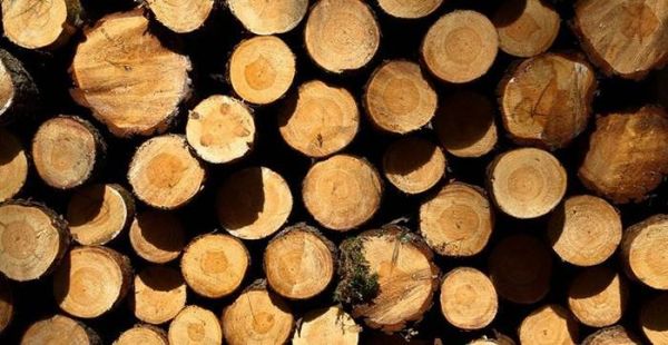 世界上最贵的木材排名20名？怎样辨别木料价格-图3