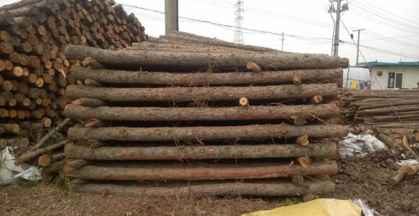 一吨松木可以旋多少张皮子？哪里收松木单板-图3