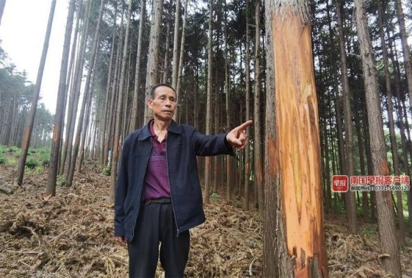 2019年广西桂林的杉树原木价格是多少钱一方？桂林木材杉木-图3