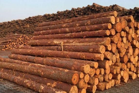 2021年木材价格能上涨多久？杉木市场行情