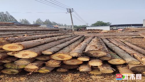杉木运输需要什么手续？东莞杉木锯材价格-图2