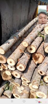木工加工的木材都是哪里买的？浙江大量收购松木-图2