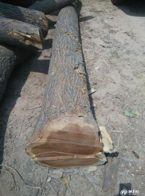 河北所有树当中什么树的木头最硬？洋槐木木料图片-图2