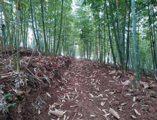 广西北流市种植麻竹是否有补贴？广西那里出杉木-图3