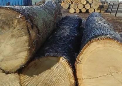 世界上最硬的木？辽宁最硬木料