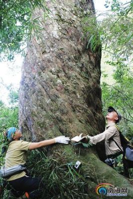 请教一下新西兰的RIMU是属于什么木材价值如何？陆均松木材-图2