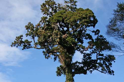 请教一下新西兰的RIMU是属于什么木材价值如何？陆均松木材-图3