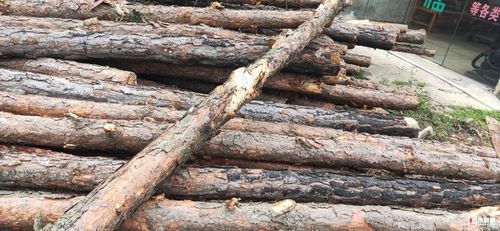 油松木材因日晒裂缝怎么办？？油松木材 市场-图2