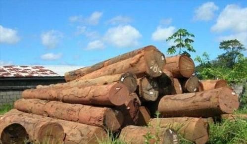 哪些贵重木材从东南亚进口？哪个港口进口非洲木料-图1