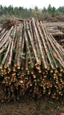 杉树种植五年后价值多少？湖北杉木收购商家