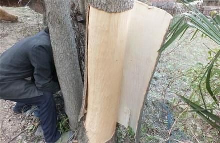 新砍的树干多久可以干透？新木料可以去皮吗