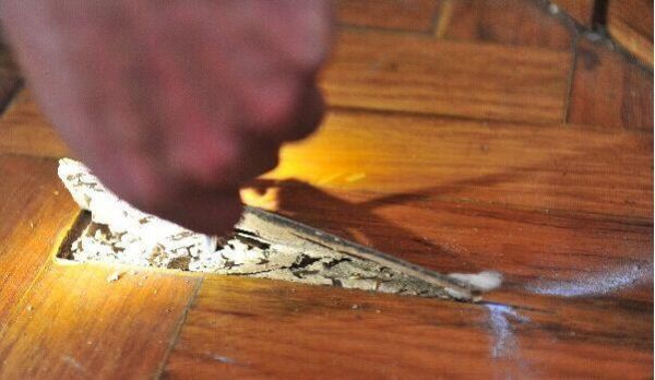 实木地板防白蚁（家里木地板白蚁用什么药可以除掉）-图3