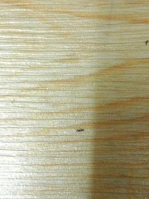 吃地板虫（吃木地板的虫子）-图1