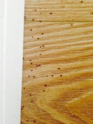 木地板生虫（木地板生虫子怎么办）-图2