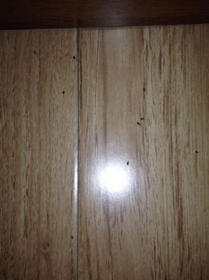 木地板生虫（木地板生虫子怎么办）-图3