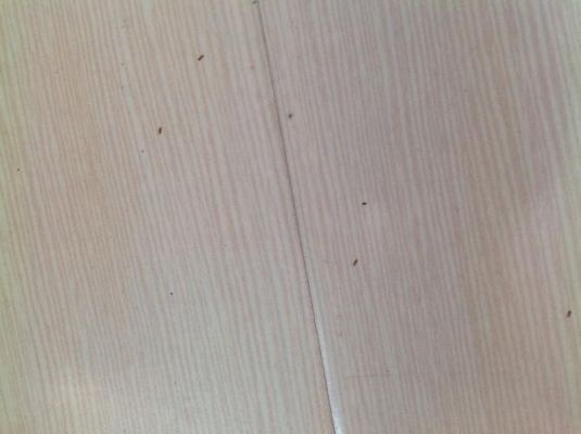 木质地板有虫（木地板有虫子）-图1