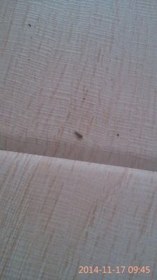 木质地板有虫（木地板有虫子）-图2