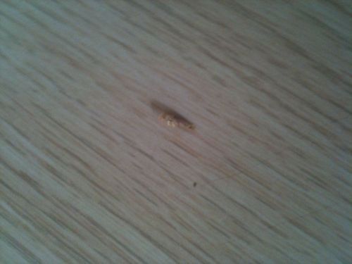 木质地板有虫（木地板有虫子）-图3