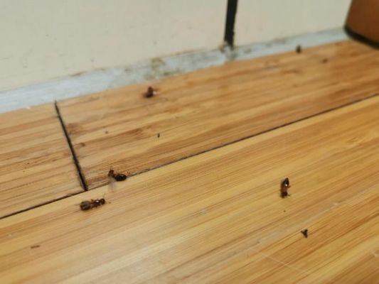 木地板白蚁图片（木地板白蚁图片高清）-图2