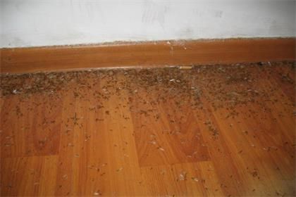木地板会有白蚁吗（木地板会生虫子吗白色）-图3