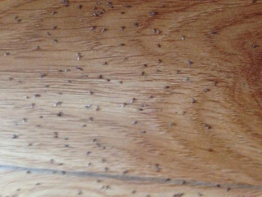 竹地板生虫（竹地板生虫如何去除）-图2