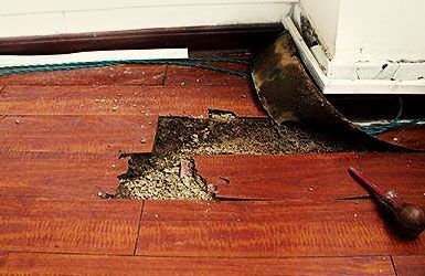 木地板预防白蚁（木地板防白蚂蚁吗）