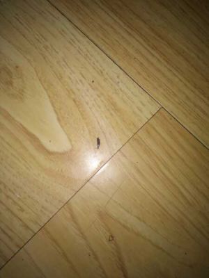 实木地板虫子藏尘（实木地板 虫子）-图3