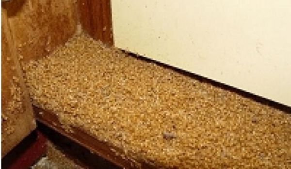 木地板有白蚁怎么办（家里木地板有白蚁怎么办能除根）-图3