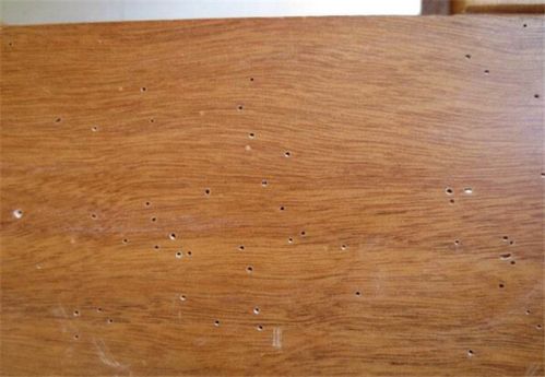木地板有蚂蚁怎么去除（木地板下面有蚂蚁是怎么生成的）
